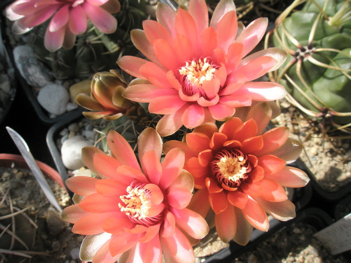 Gymnocalycium flori portocalii - 05.06 - Gymnocalycium