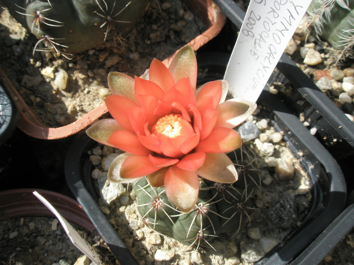 Gymnocalycium floare portocalie mica - 05.06 - Gymnocalycium