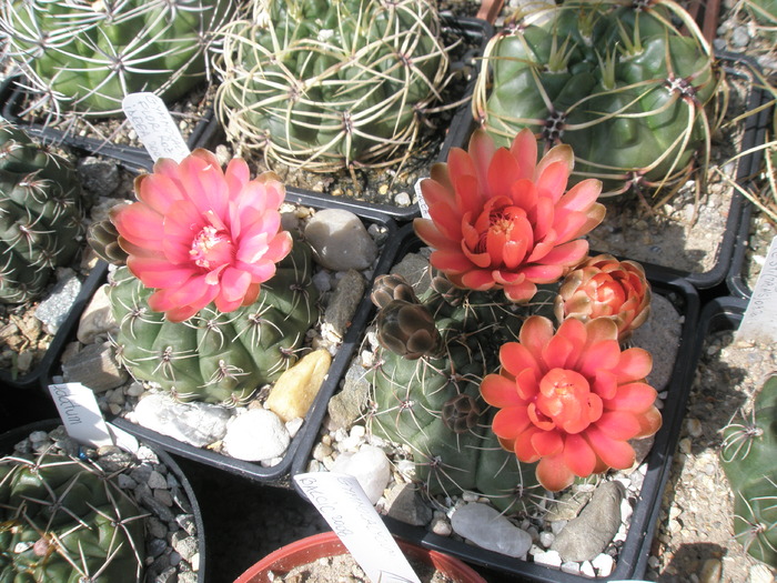 Gymno colorati - Gymnocalycium