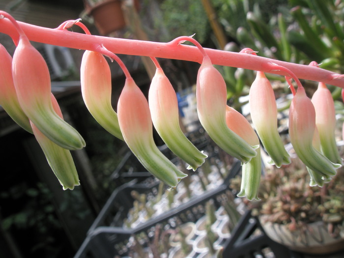 flori de Gasteria decipiens - 05.06 - Gasteria