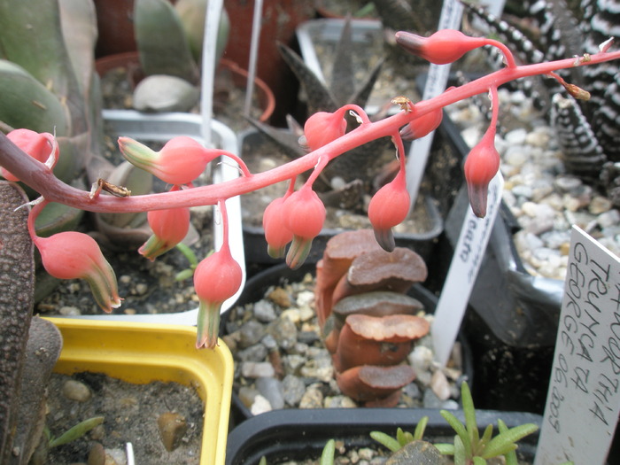 flori de Gasteria baylisiana - 05.06