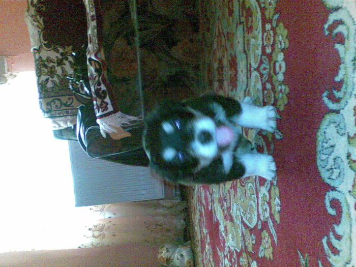 01112008 - Catelusa Mea Mona