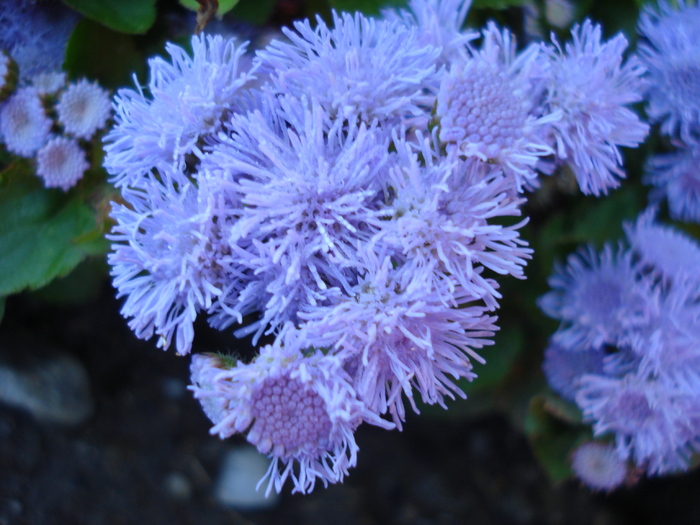 Ageratum_Pufuleti (2010, June 05) - AGERATUM Houstonianum