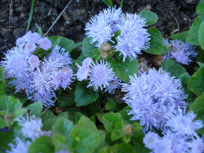 Ageratum_Pufuleti (2010, June 05) - AGERATUM Houstonianum