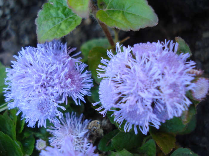 Ageratum_Pufuleti (2010, June 05) - AGERATUM Houstonianum