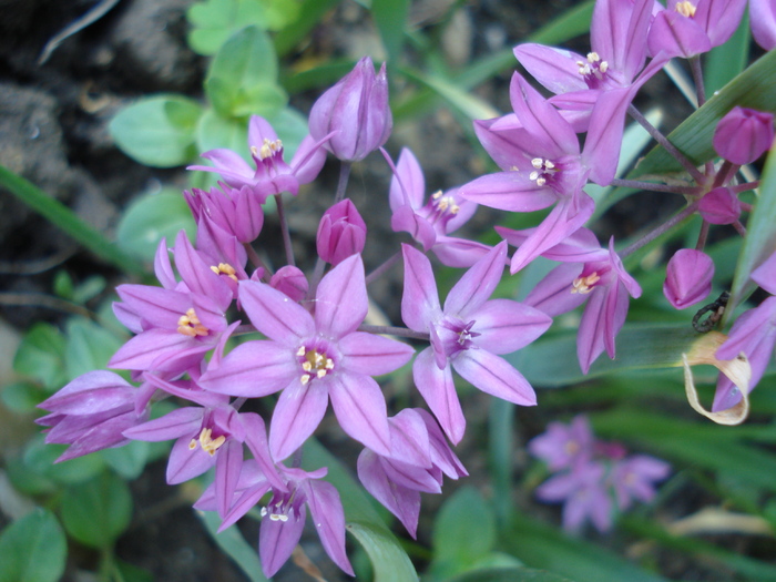 Allium oreophilum (2010, June04)