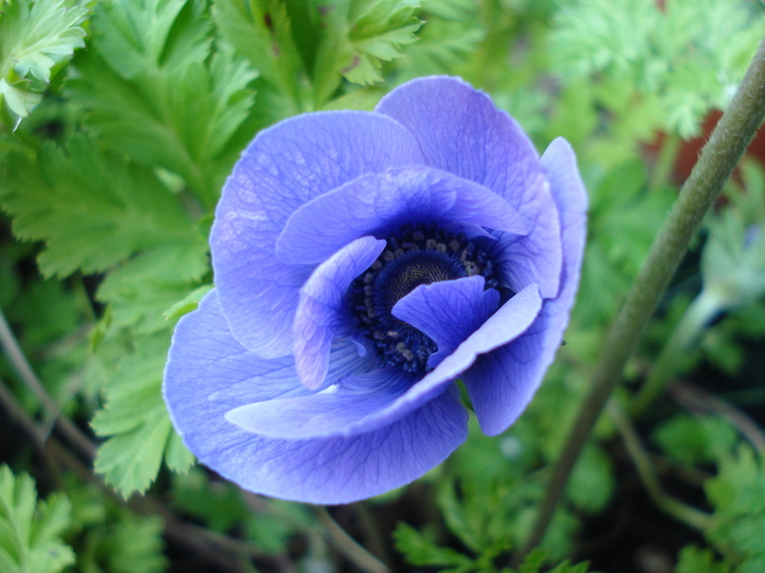 Poppy Anemone Mr. Fokker (2010, Jun.05) - Anemone Mr Fokker