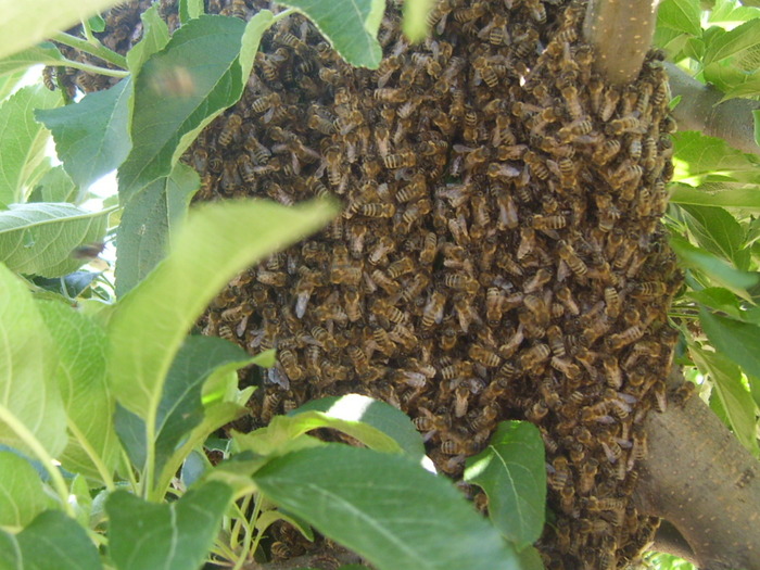 roi de albine - albine  flori si polen- bees flowers and polen