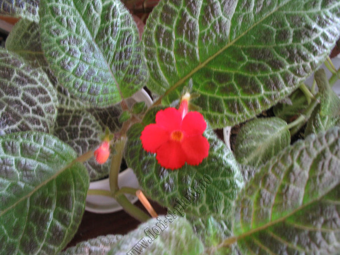 episcia Mont Royal 1