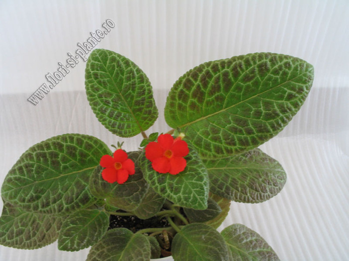 episcia Mont Royal 2