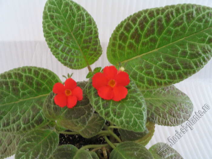 episcia Mont Royal 3