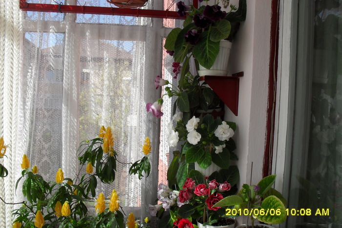 flori-05 003 - Flori 2010