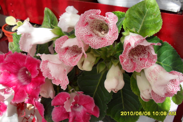 flori-05 002 - Flori 2010