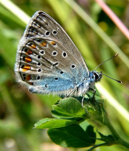Escala de dimineata - Animalutele mele