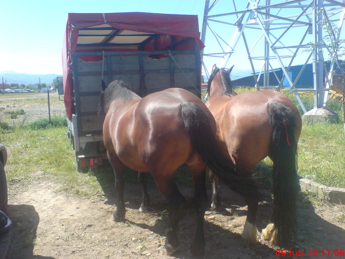 DSC02631 - preturi iunie