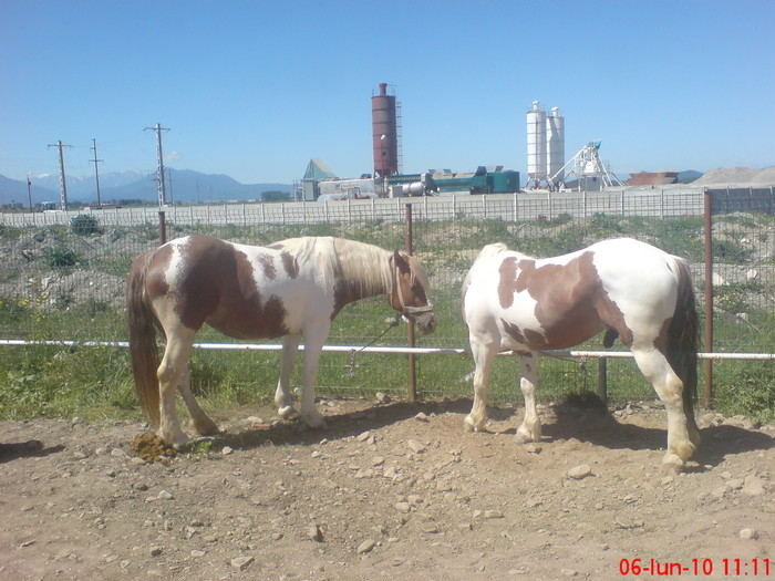 DSC02638 - preturi iunie