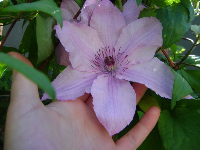 DSC02657 - clematite 2010