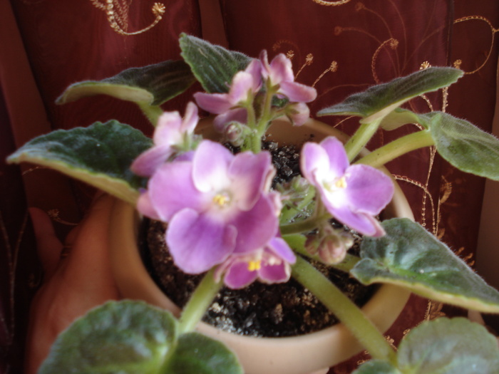 06.06.2010 - flori -violete diferite 2010