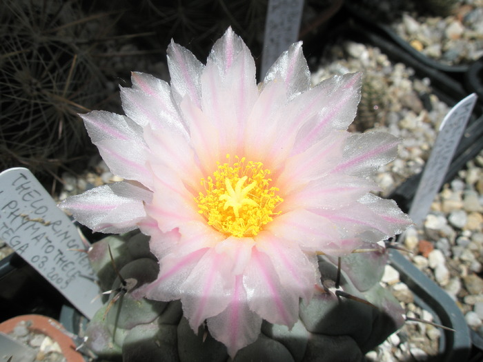 Thelocactus rinconensis v phymatothele - floare