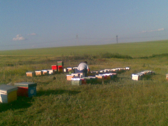 04062010(001) - apicultura