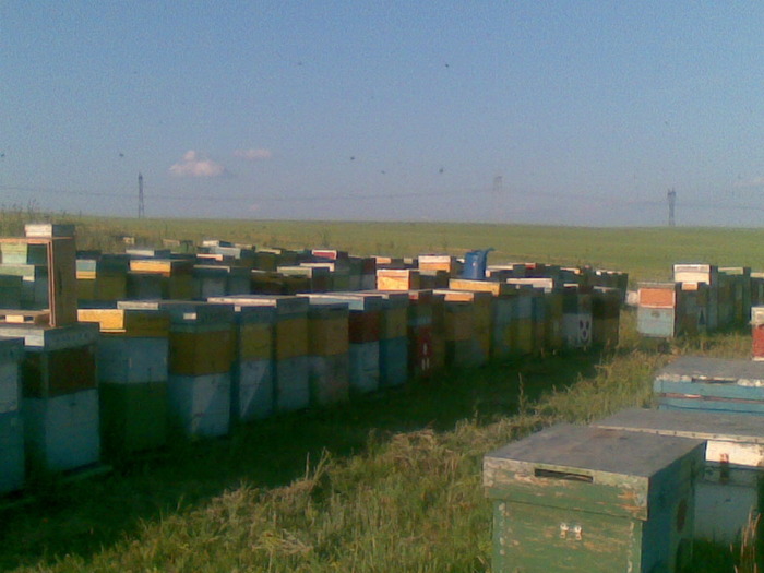 04062010(002) - apicultura