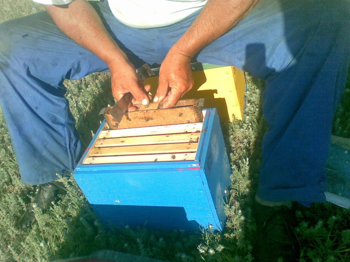 05062010(002) - apicultura