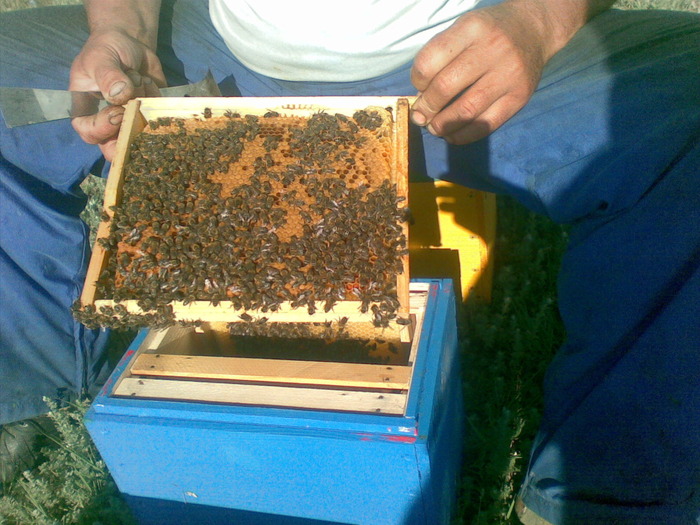 05062010(003) - apicultura