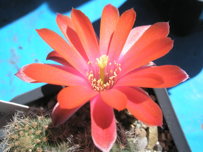 Mediolobivia camarquensis - floare