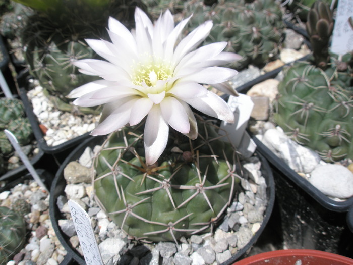 Gymnocalycium denudatum - 06.06 - Gymnocalycium