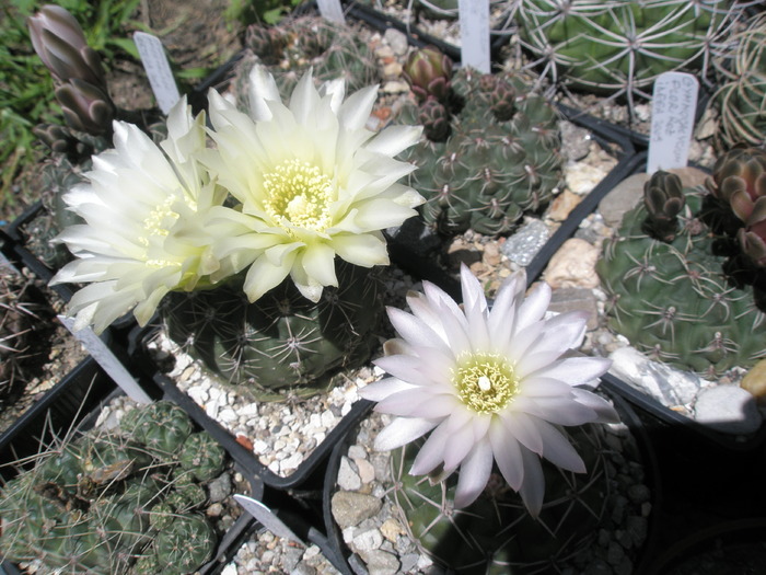 Gymnocalycium - 06.06 - Gymnocalycium