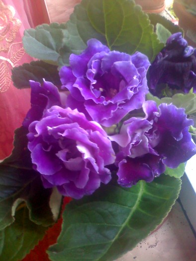 gloxinia - florile mele