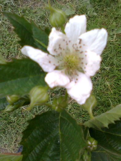 Floare de mur fara spini - Arbusti fructiferi