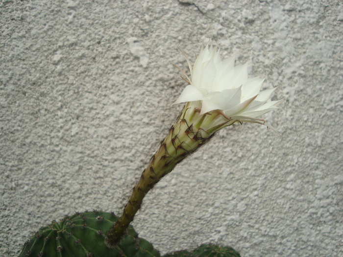 cactus crem - florile mele