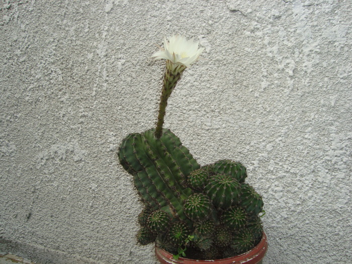 cactus - florile mele