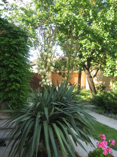 IMG_0215 - yucca de gradina