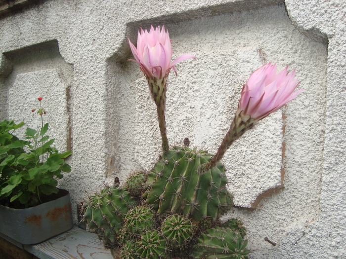 cactus - florile mele