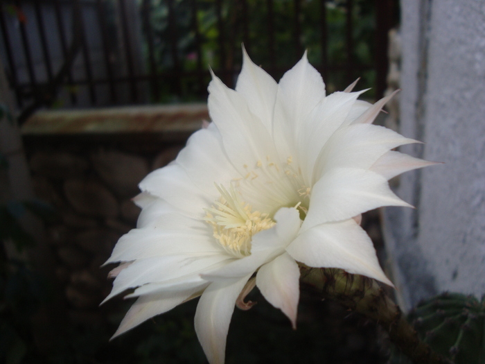 floarea de cactus - florile mele