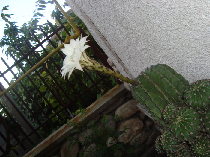 cactus crem - florile mele