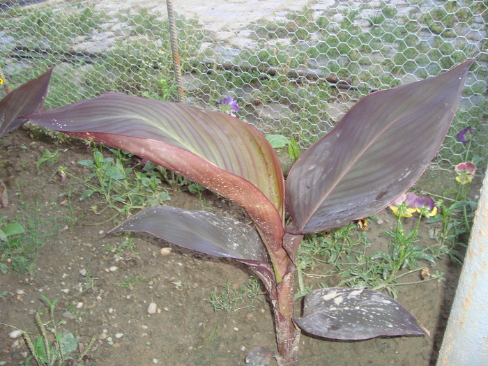 canna - florile mele