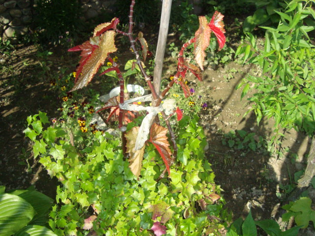 begonia-plaman - florile mele