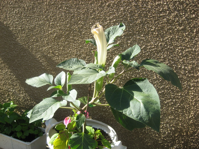 IMG_0225 - datura