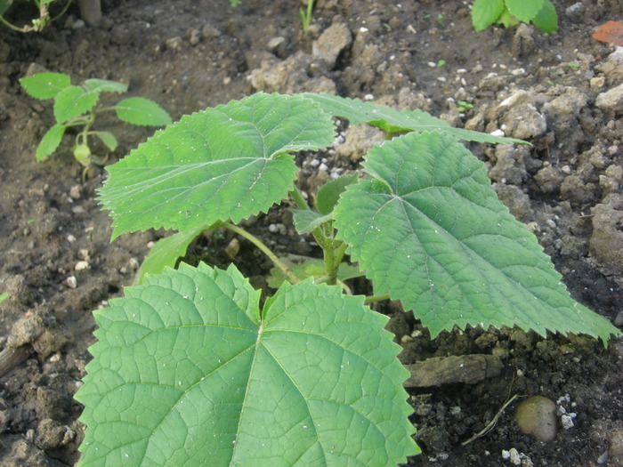 iunie 2010 - paulownia