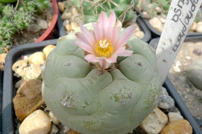 Lophophora difusa - Lophophora