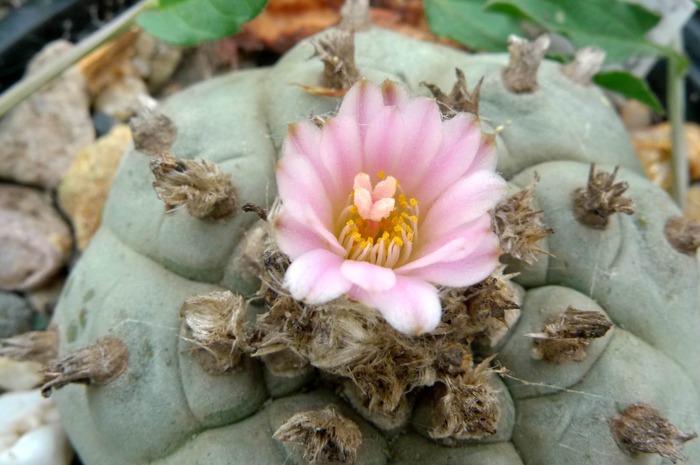 Lophophora williamsii - Lophophora