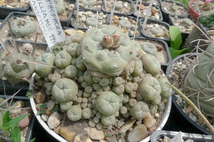 Lophophora williamsii v. caespitosa - Lophophora