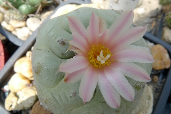  - Lophophora