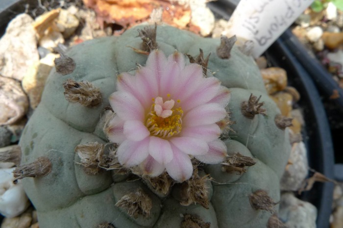 Lophophora williamsii