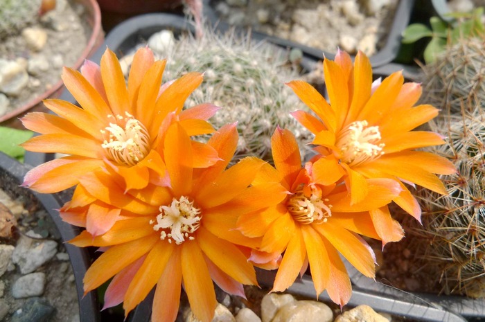 Rebutia flavistyla