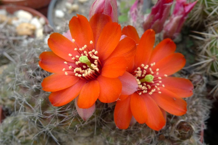  - Rebutia