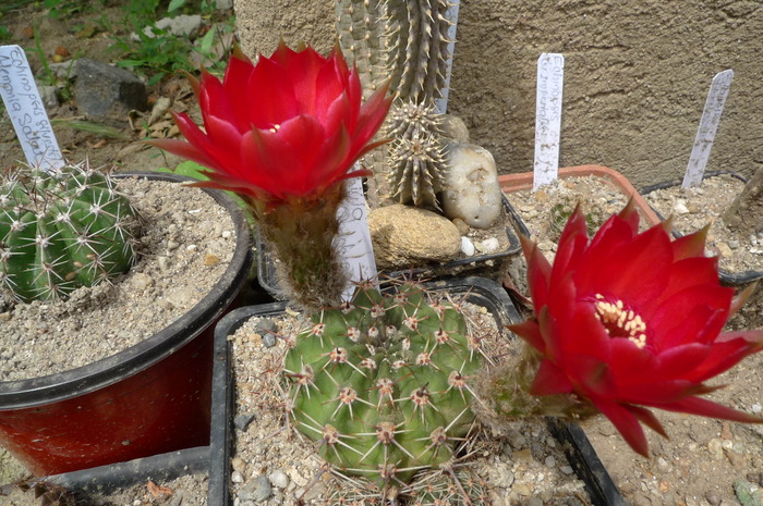 Lobivia aurea v. dobeana